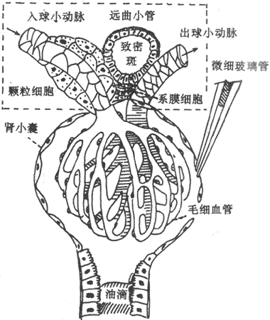 肾小球、肾小囊穿刺和近球小体示意图方框示近球小体