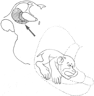 猴体表在左侧丘脑后腹核（后外侧腹核和后内侧腹核）的投射