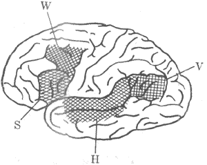 人大脑皮层语言功能的区域