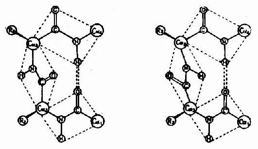 蛋白质分子中的β－片层结构