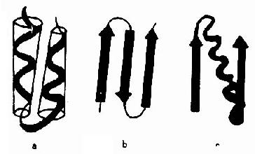 蛋白质分子中的β－片层结构