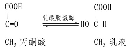 酶活性中心示意图