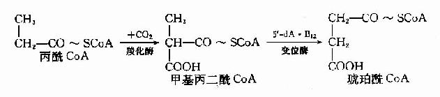 维生素B12和叶酸代谢以及与DNA合成的关系