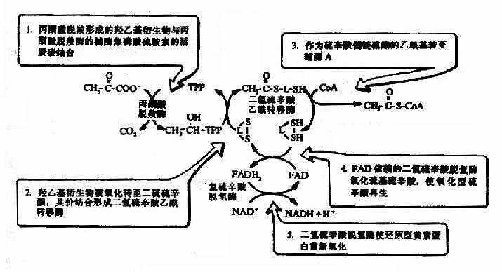 丙酮酸脱氢酶复合物的作用机制