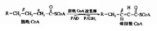 肉毒碱参与脂酰辅酶A转入线粒体示意图