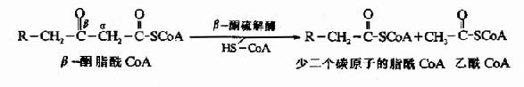 肉毒碱参与脂酰辅酶A转入线粒体示意图