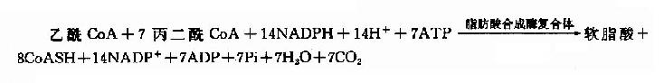 原核生物脂肪酸合成酶复合物生成软脂酸(16：0)