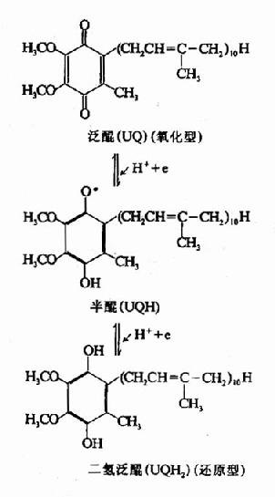 铁硫蛋白结构