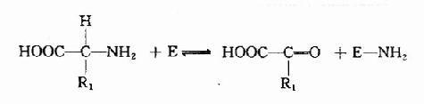 谷氨酸脱氢酶催化的氧化脱氢反应