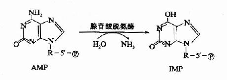 PLP 依赖的酶促转氨基反应机理