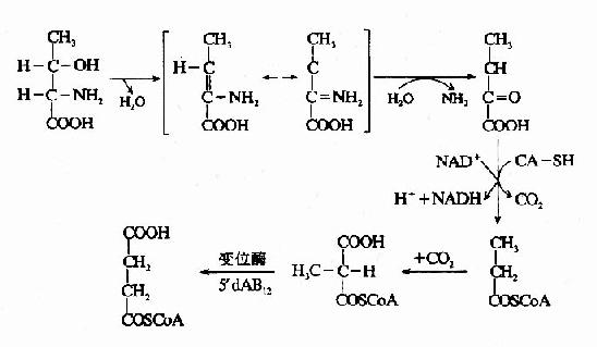 腺嘌呤核苷酸循环