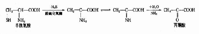 腺嘌呤核苷酸循环