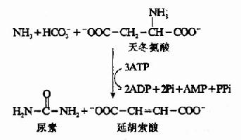 葡萄糖丙氨酸循环
