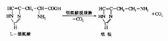 脑中TCA循环和GAB代谢旁路