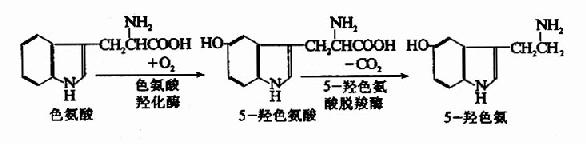 脑中TCA循环和GAB代谢旁路