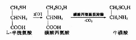 脑中TCA循环和GAB代谢旁路