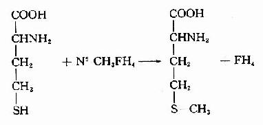 一碳单位的相互转化