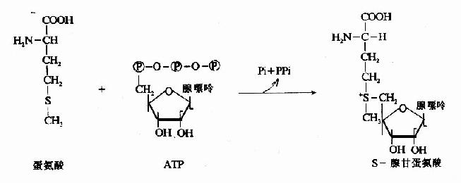 一碳单位的相互转化