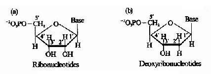 核糖核苷酸(a)和脱氧核糖核苷酸(b)的化学结构