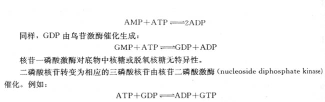 IMP分别生成AMP和GMP