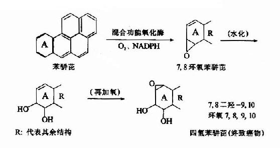 甘氨酸结合反应