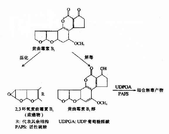 甘氨酸结合反应
