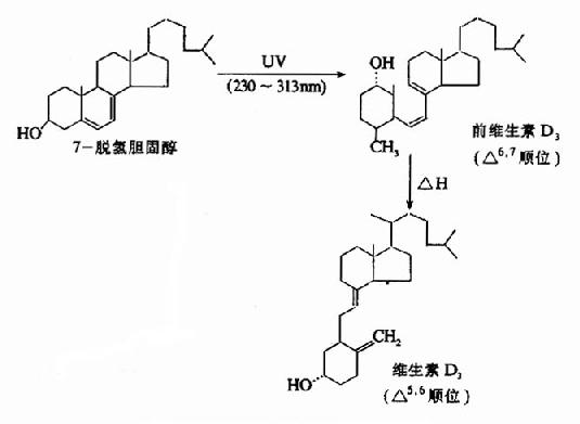 维生素D3的生成
