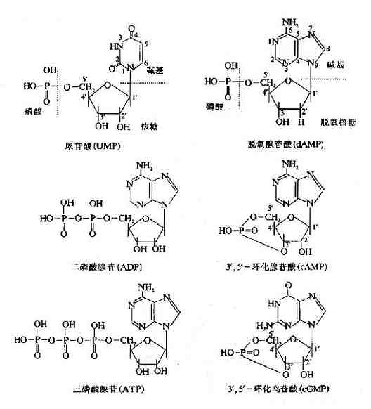 核酸的组成
