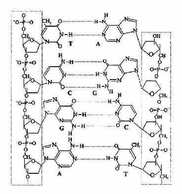 A－T，G－C间的氢键形成