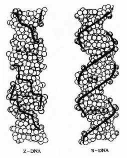 Z－DNA和B－DNA