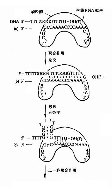 端粒酶催化端区TG链的合成