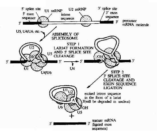 卵清蛋白基因转录及加工过程