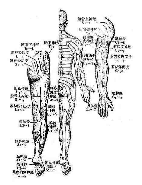 周围型（神经干型）及节段型感觉分布（背面）