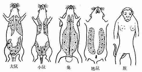 常用实验动物乳腺分布特点