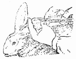 家兔耳缘静脉注射方法