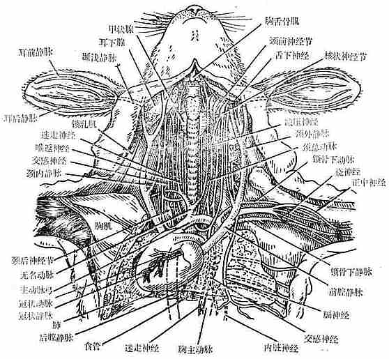家兔颈部血管神经解剖位置示意图