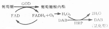 两步酶催化反应原理