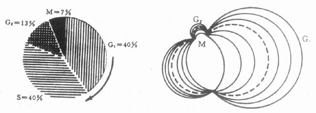 细胞周期中的细胞数目与肿瘤的关系