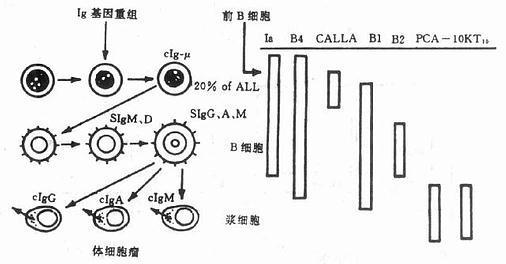 B细胞分化各时期的细胞膜表现型