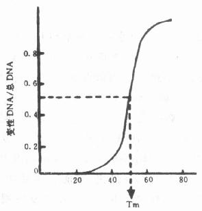 DNA的Tm值