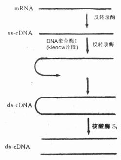 反转录酶的作用机理