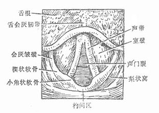 声门