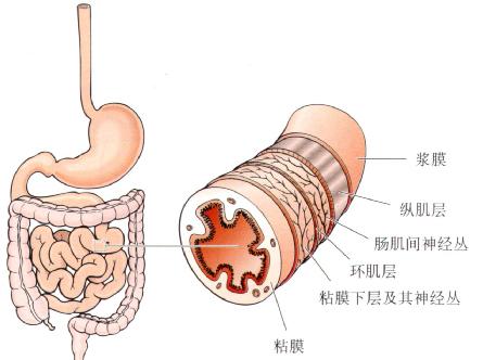 小肠壁结构