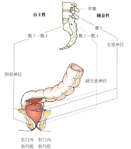 肛管直肠区域的神经支配