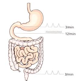 胃、十二指肠和直肠的慢波节律