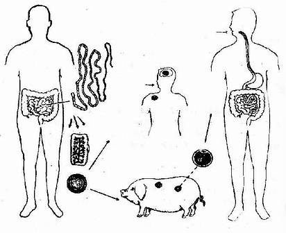 猪肉绦虫发育过程与传播