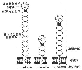 selectin分子的结构模式图