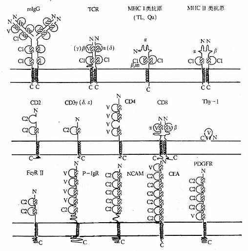 免疫球蛋白超家族V组、C1组和C2组（举例）