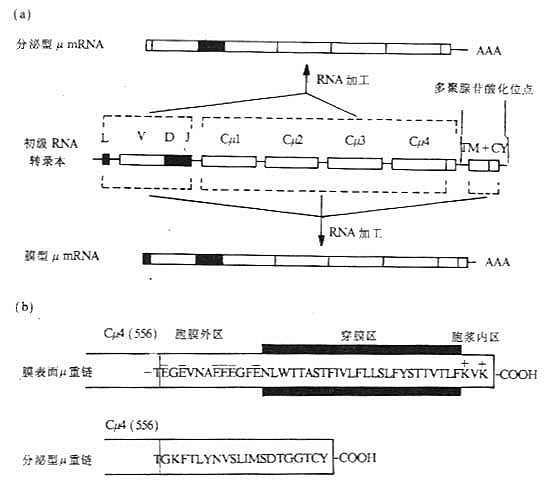 膜表面和分泌的Igμ基因及μ链羧基端结构的比较