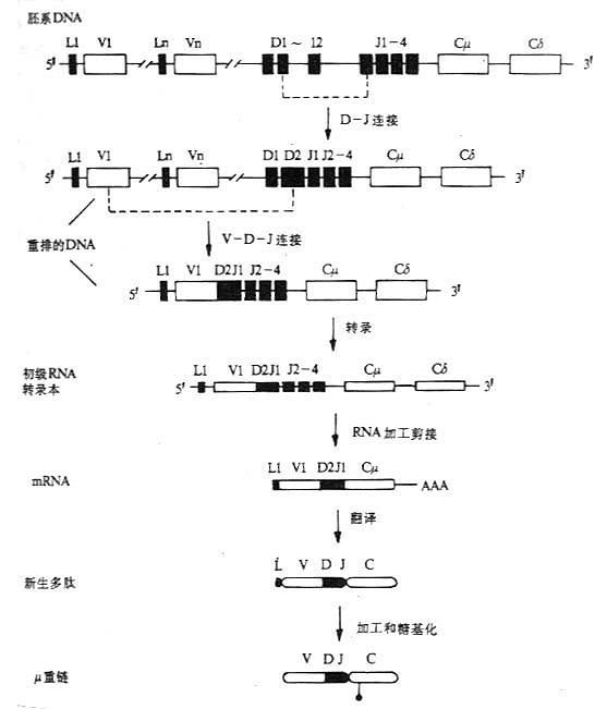 小鼠μ链的基因重排顺序、转录和合成